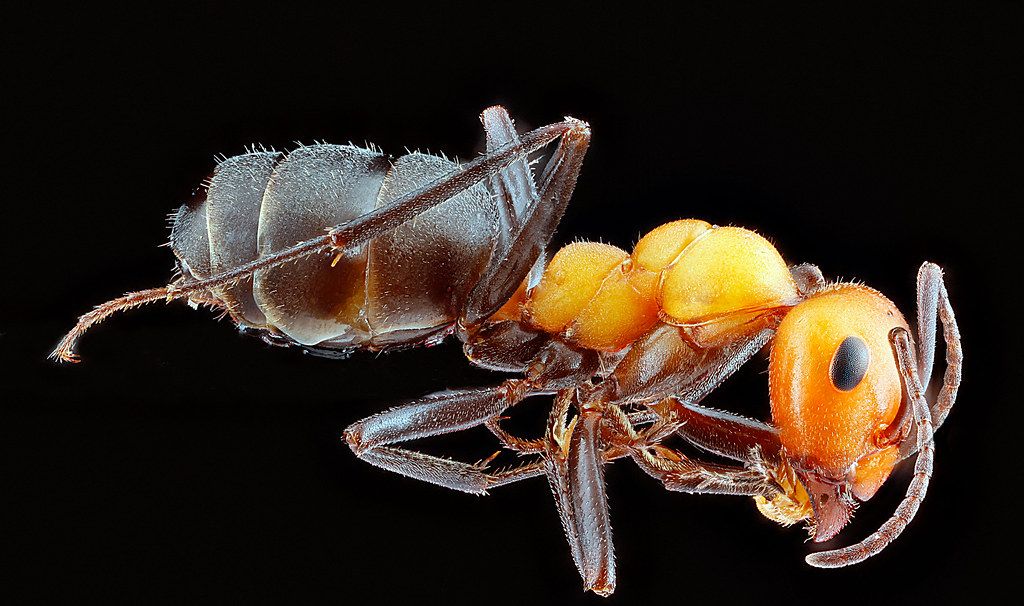 Ant Control service in Newport Beach, CA