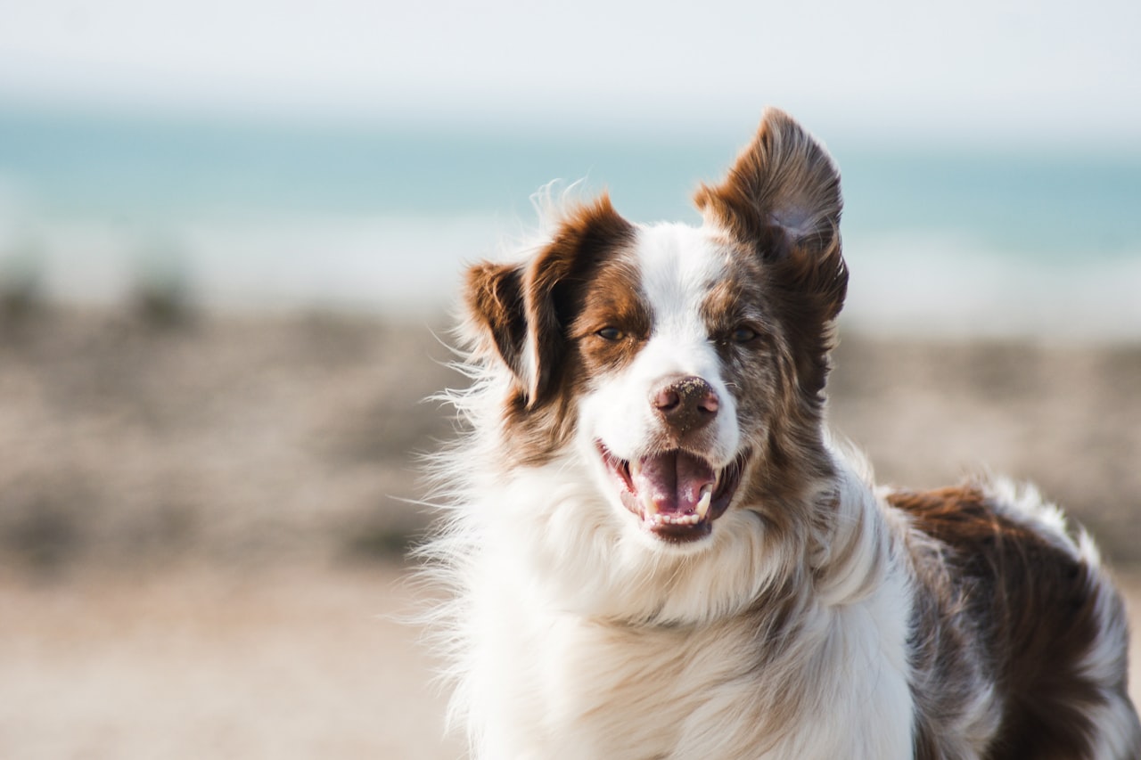 Flea & Tick Control service in Newport Beach, CA