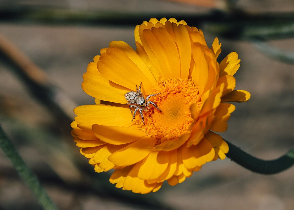 Spider Control service in Newport Beach, CA